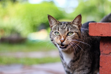 Tabby mackerel  Cat. Curious cute male cat playing in the garden