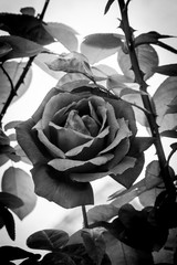Detalle rosa, blanco y negro