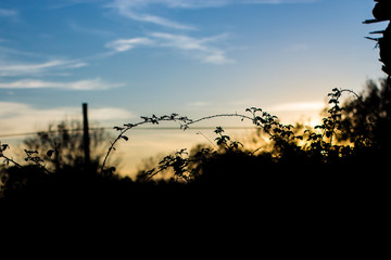Contraluz campestre
