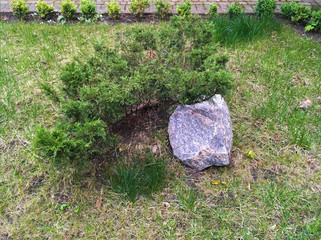 Obraz premium Green juniper with a big stone in the park. May, Spring