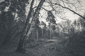 Moody forest landscape with branchy trees
