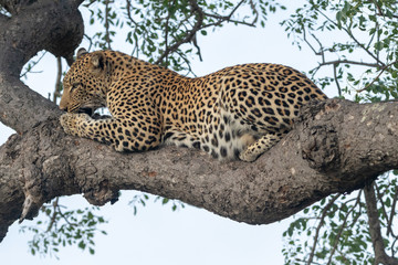 Naklejka premium Female leopard (Panthera pardus) in a tree in the Timbavati Reserve, South Africa