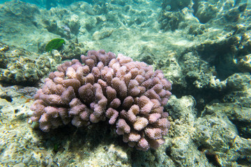 Naklejka na ściany i meble A marine life view with corals