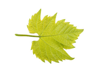 Green grape leaf on a white background, isolated.