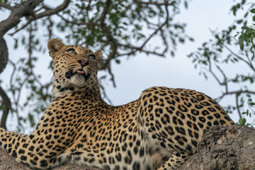 Female leopard (Panthera pardus) in a tree in the Timbavati Reserve, South Africa