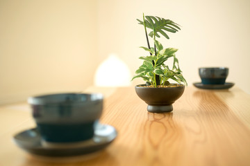 和室の観葉植物