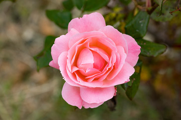 blooming pink rose plant