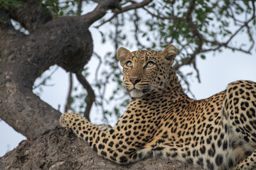Fototapeta premium Female leopard (Panthera pardus) in a tree in the Timbavati Reserve, South Africa