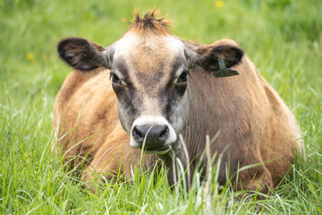 Jersey Cow in Field