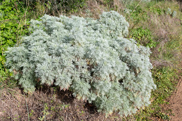 A Shrubby absinthe plant found in Sardinia