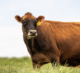 Jersey Cow grazing in field stops to look at camera. 