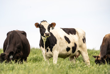 Holstein cow in grazing in meadow. 