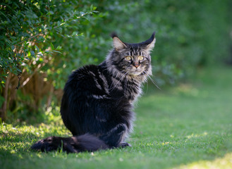 Naklejka na ściany i meble tabby maine coon cat sitting on grass in the garden looking back at camera