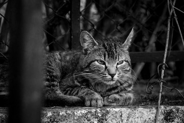 Gato callejero relajado, blanco y negro
