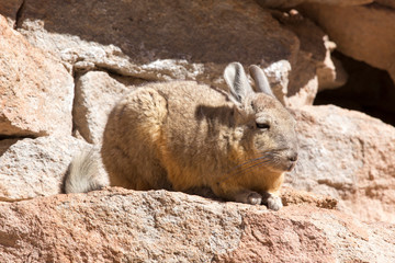 Photo of a southern viscacha