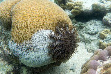 A crown of thorns starfish
