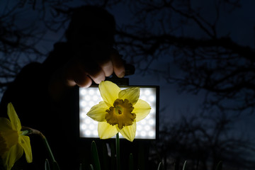 Beleuchtete Blume von hinten