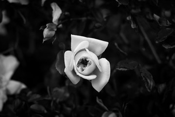 Floreciendo, blanco y negro