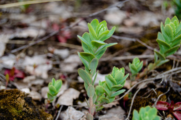 Photo of wild cabbage in early spring in the fields