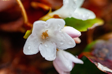 Dew on Trailing Arbutus in April