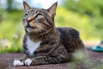 Naklejka na ściany i meble Tabby mackerel Cat. Curious cute male cat playing in the garden