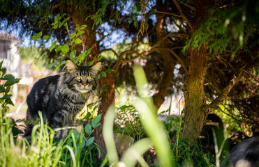tabby maine coon cat under a bush in the garden on a sunny day