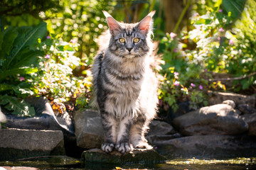 Naklejka na ściany i meble beautiful silver tabby maine coon cat standing at the edge of a pond outdoors in garden looking at camera