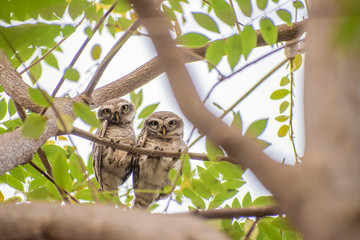 Spotted Owlet (Athene brama) pair sitting on tree branch in pune,maharashtra,India