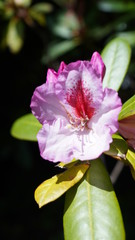 Flowers in Vevey Switzerland, spring time, May 2020