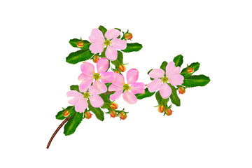Flowering branch of apple isolated on a white background.