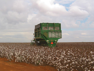 ALGODÃO, plantação de algodão, colheita de algodão