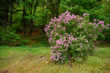 Lilac Tree - Syringa at its best by full bloom in spring