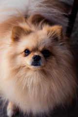 Obraz premium Cute brown breed Pomeranian Spitz dog looks into the camera