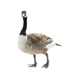 Canada goose (Branta canadensis), isolated on white background