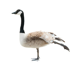 Canada goose (Branta canadensis), isolated on white background