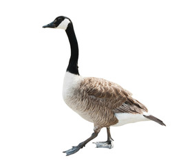 Canada goose (Branta canadensis), isolated on white background