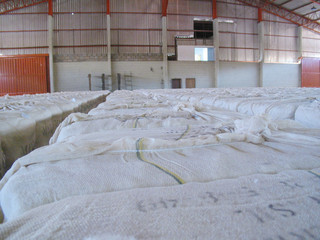 ALGODÃO, plantação de algodão, colheita de algodão