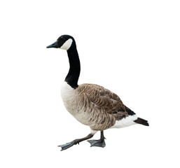 Canada goose (Branta canadensis), isolated on white background