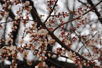 cherry blossom in spring