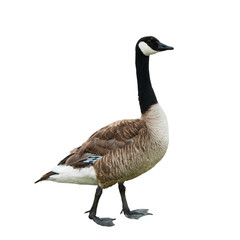 Canada goose (Branta canadensis), isolated on white background - 346925838