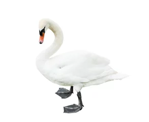 Fototapete Rund Swan, isolated on white background © E.O.