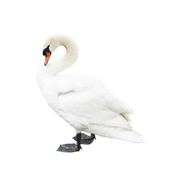 Swan, isolated on white background