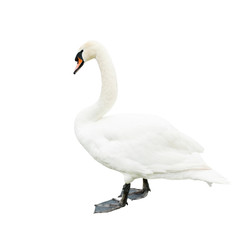 One swan, isolated on white background