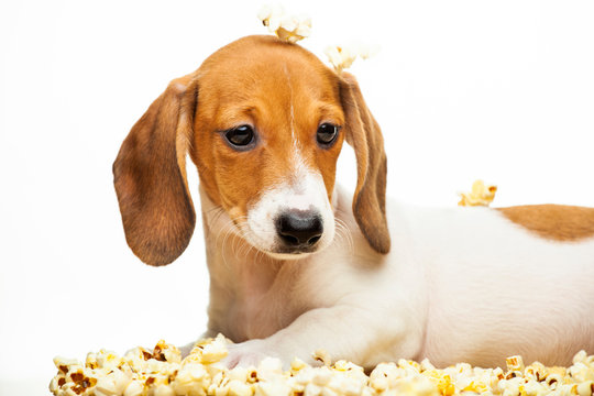 image of dog popcorn white background 