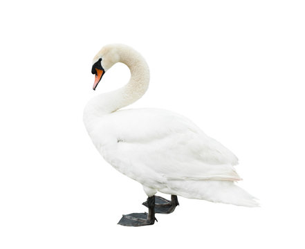 A swan, isolated on white background