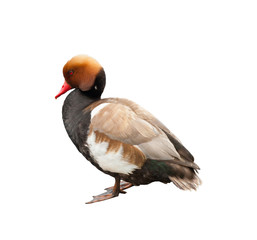 The red-crested pochard (Netta rufina)  - large diving duck (Male), isolated on white background