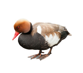 The red-crested pochard (Netta rufina)  - large diving duck (Male), isolated on white background