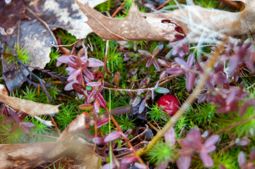 Wild cranberries in New Hampshire wetland