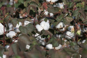 ALGODÃO, plantação de algodão, colheita de algodão