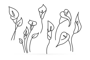 Doodle calla lilies icon isolated on white. Sketch flower. Coloring page book. Hand drawing line art. Outline vector stock illustration - obrazy, fototapety, plakaty